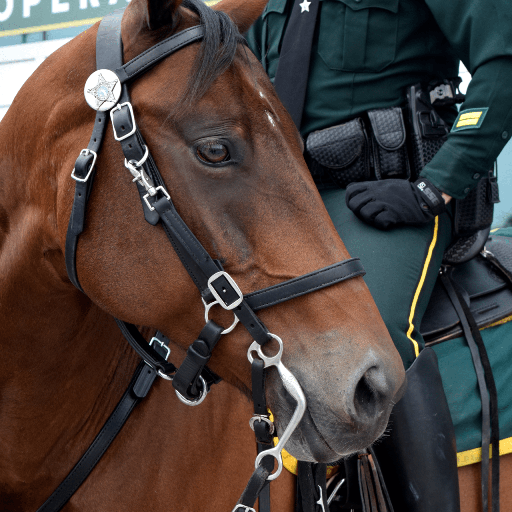 Closed up of a horse's face