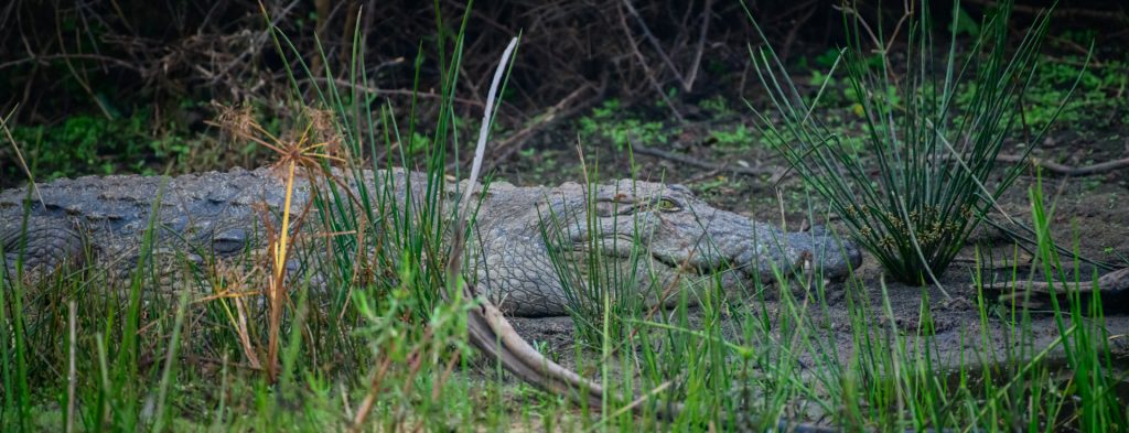 alligator in the grass