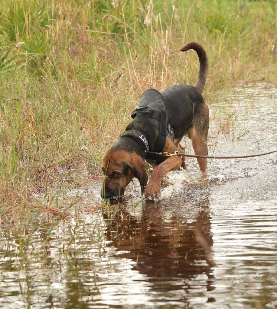 Blood Hound Searching a river