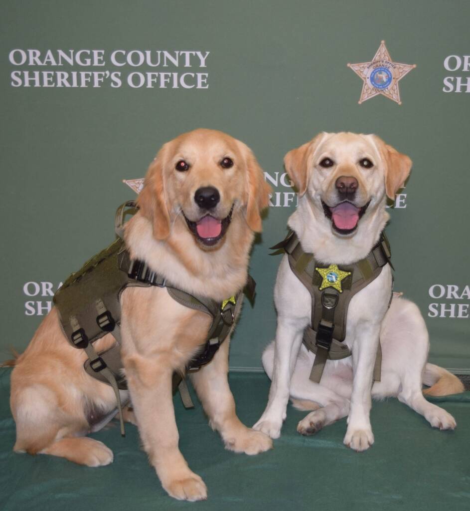 Therapy dogs sitting side by side