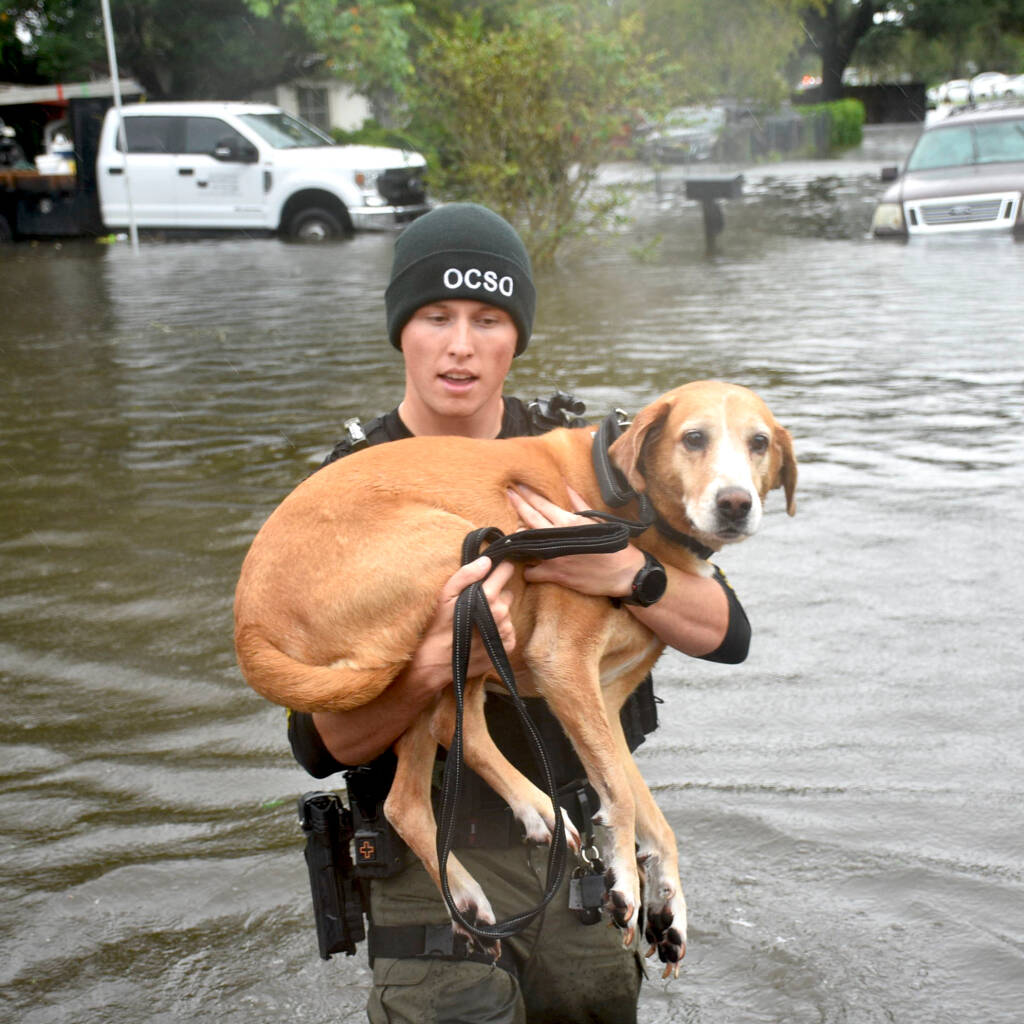 Deputy rescuing a dog in a flooded neighborhood
